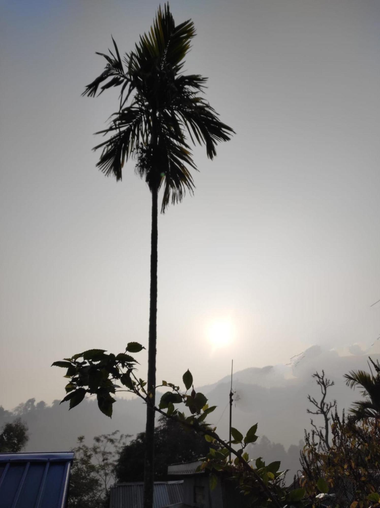 Live In Nature Darjeeling  Exteriör bild